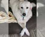 Small #3 Great Pyrenees Mix