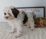 Small Photo #106 ShihPoo Puppy For Sale in GOSHEN, IN, USA