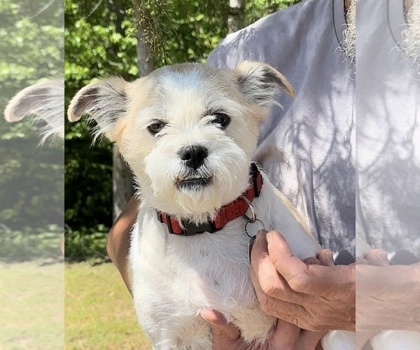 Medium Photo #2 Mutt Puppy For Sale in Thomasville, NC, USA