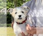 Small #1 Mutt