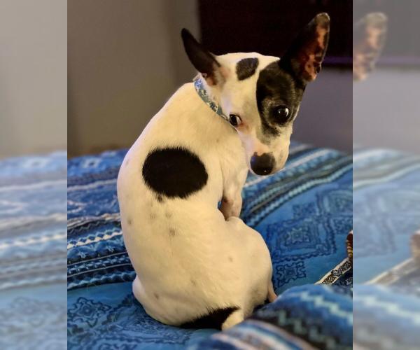 Medium Photo #4 Chihuahua-Unknown Mix Puppy For Sale in Minneapolis, MN, USA