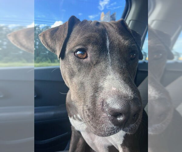 Medium Photo #2 American Pit Bull Terrier Puppy For Sale in Ocala, FL, USA