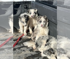 Border Collie Puppy for sale in PARKER, CO, USA