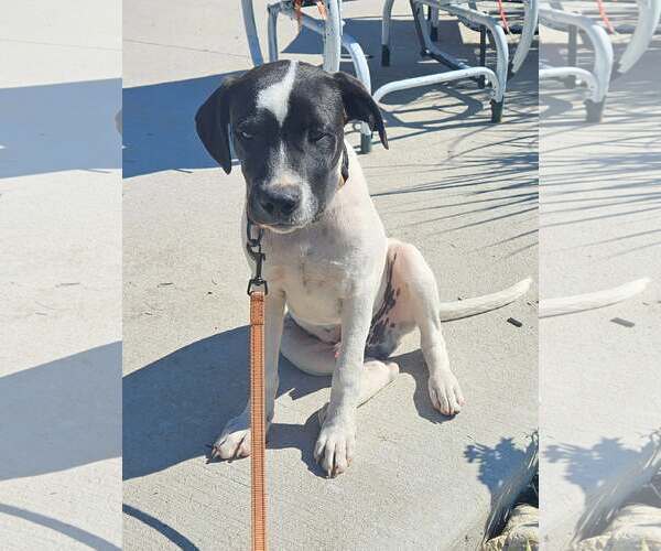 Medium Photo #3 Mutt Puppy For Sale in Sheboygan, WI, USA