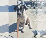 Small #2 Mutt
