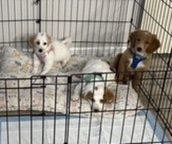 Medium Photo #1 Goldendoodle (Miniature) Puppy For Sale in WIMAUMA, FL, USA