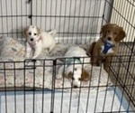 Litter of 3 - Male(s) and Female(s) Goldendoodle (Miniature)Litter of Puppies for Sale - Small photo