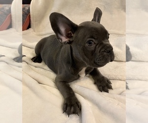 French Bulldog Puppy for sale in JOHNS ISLAND, SC, USA