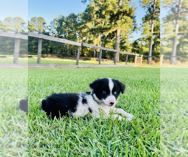 Medium Photo #8 Miniature Australian Shepherd Puppy For Sale in BELLVILLE, TX, USA