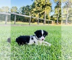 Small #7 Miniature Australian Shepherd