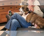 Small #8 American Pit Bull Terrier Mix