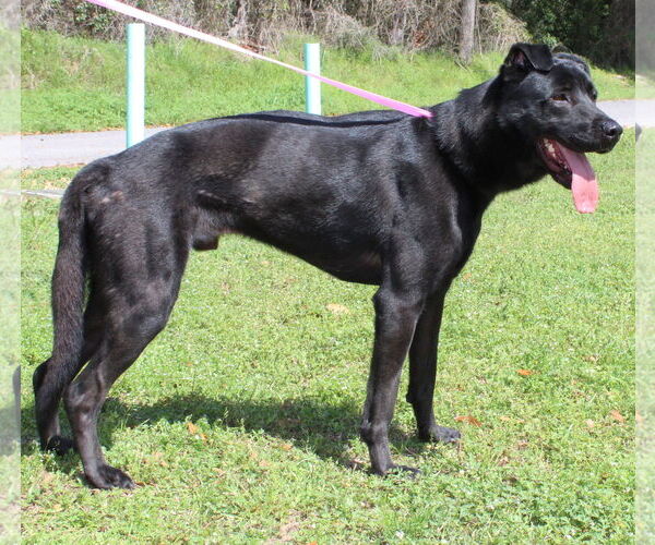 Medium Photo #2 Mutt Puppy For Sale in Prattville, AL, USA