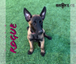 Small Photo #1 Belgian Malinois Puppy For Sale in CHANDLER, AZ, USA