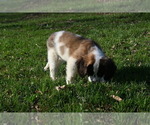 Small Photo #7 Saint Bernard Puppy For Sale in AVALON, MO, USA
