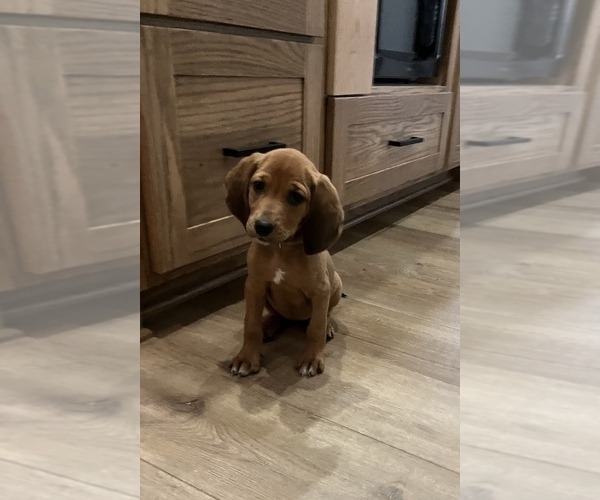 Medium Photo #3 Bloodhound-Redbone Coonhound Mix Puppy For Sale in CHARLESTOWN, IN, USA