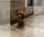 Small #2 Bloodhound-Redbone Coonhound Mix
