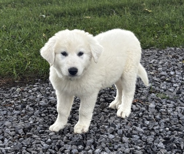 Medium Photo #5 Great Pyrenees Puppy For Sale in CANOGA, NY, USA