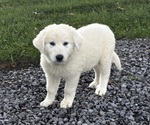 Small #4 Great Pyrenees