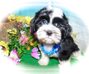ShihPoo Puppy for sale in HAMMOND, IN, USA