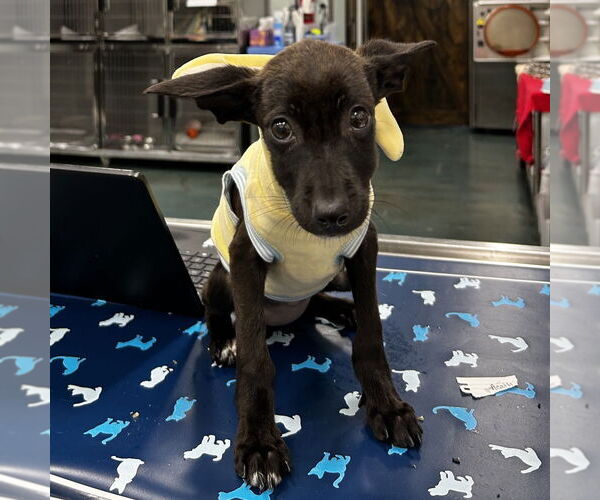 Medium Photo #1 Australian Kelpie-Unknown Mix Puppy For Sale in Chico, CA, USA