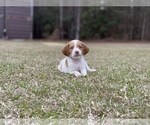 Small Photo #7 Brittany Puppy For Sale in ORRUM, NC, USA