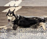 Small #11 Huskies  Mix