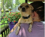 Small #2 Chihuahua