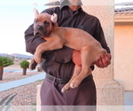 Small Photo #9 Cane Corso Puppy For Sale in APPLE VALLEY, CA, USA