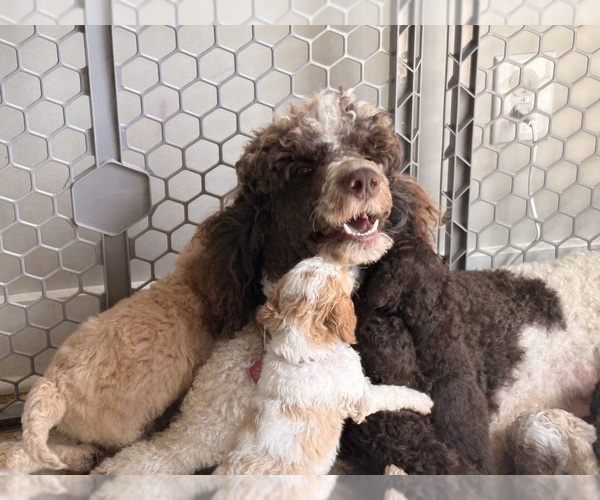 Medium Photo #28 Poodle (Standard) Puppy For Sale in CORYDON, IN, USA