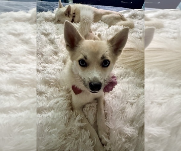 Medium Photo #152 Pomsky Puppy For Sale in LOVELAND, CO, USA