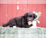 Puppy Goldie Border Collie-English Shepherd Mix
