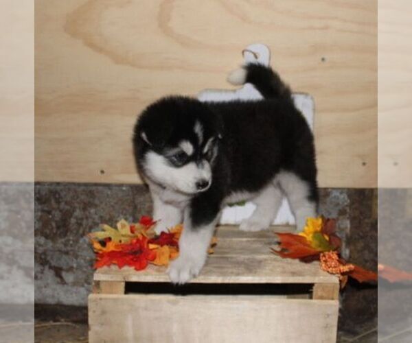 Medium Photo #2 Alaskan Malamute Puppy For Sale in CROGHAN, NY, USA