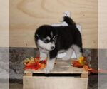 Small #1 Alaskan Malamute
