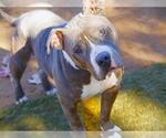 Small #1 American Staffordshire Terrier