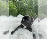 Small Photo #63 French Bulldog Puppy For Sale in NEWARK, NJ, USA