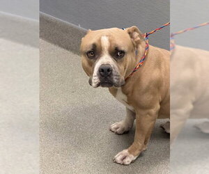 American Pit Bull Terrier-Unknown Mix Dogs for adoption in Las Vegas, NV, USA