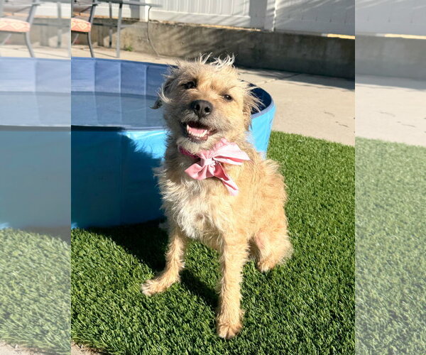 Medium Photo #3 Mutt Puppy For Sale in Sandy, UT, USA