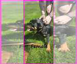 Small Photo #4 Rottweiler Puppy For Sale in WAVELAND, IN, USA