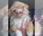Small #1 Shih Tzu Mix