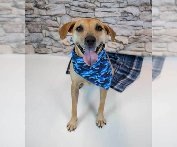 Medium Photo #5 Labrador Retriever-Unknown Mix Puppy For Sale in Kennesaw, GA, USA
