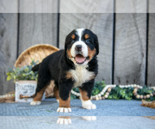 Medium Photo #2 Bernese Mountain Dog Puppy For Sale in SHREVE, OH, USA