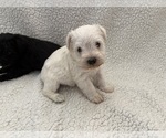Small #5 Schnauzer (Miniature)