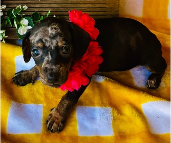 Medium Photo #1 Dachshund Puppy For Sale in LEWISVILLE, TX, USA