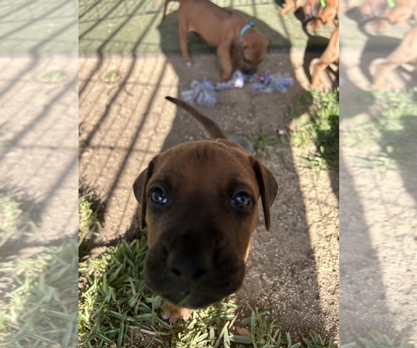 Medium Photo #19 Rhodesian Ridgeback Puppy For Sale in RIVERSIDE, CA, USA