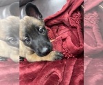 Small Photo #102 Belgian Malinois Puppy For Sale in REESEVILLE, WI, USA