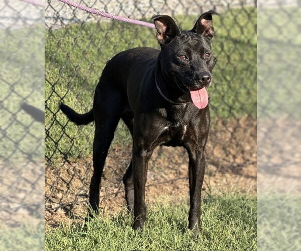 Medium Photo #3 Mutt Puppy For Sale in Lake Wylie, SC, USA