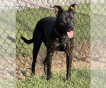 Small Photo #3 Mutt Puppy For Sale in Lake Wylie, SC, USA
