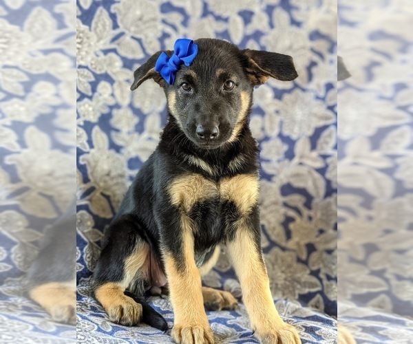 Medium Photo #3 German Shepherd Dog Puppy For Sale in LINCOLN UNIV, PA, USA