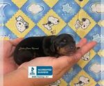 Small #1 Dachshund