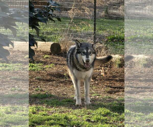 Medium Photo #1 Siberian Husky-Unknown Mix Puppy For Sale in Scottsboro, AL, USA